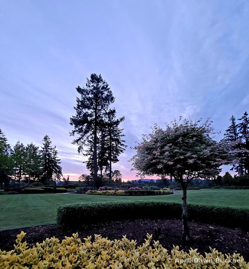 Hedges and tall evergreen trees against a purple and pink dusk sky