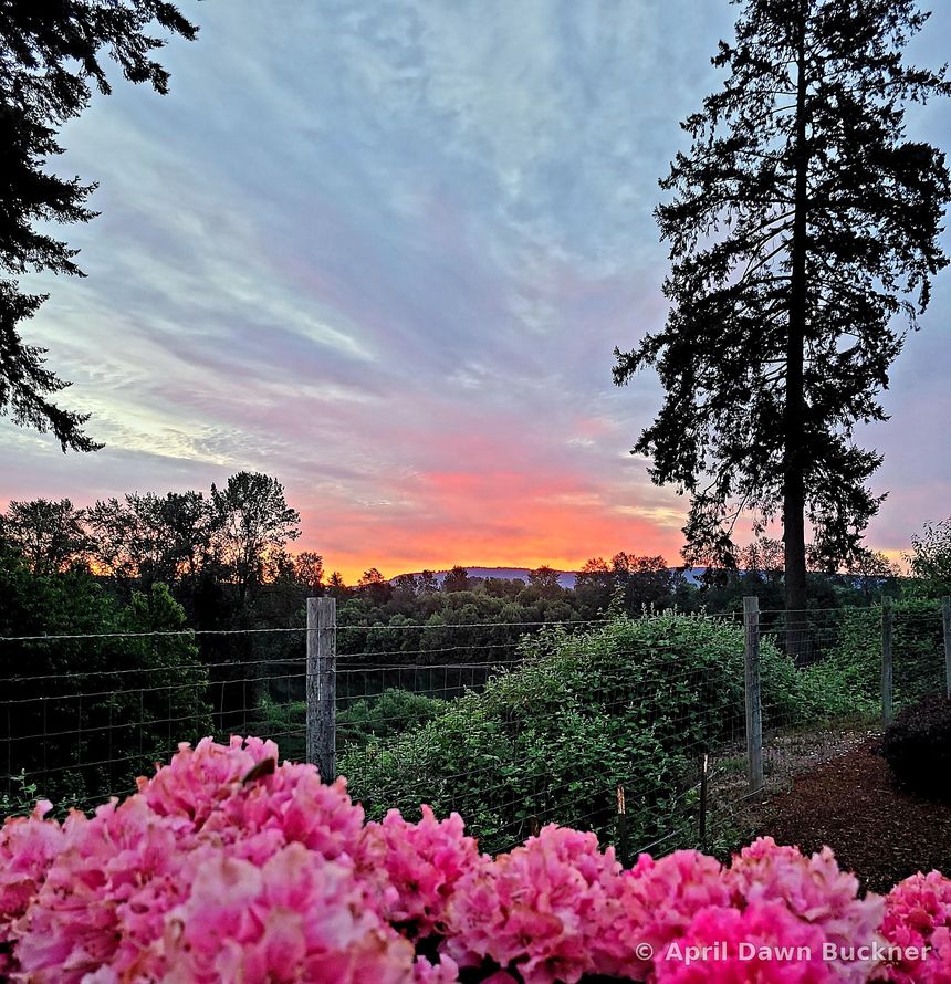 Bright pink rhododendron blooms in front, with a valley and trees at sunset beyond