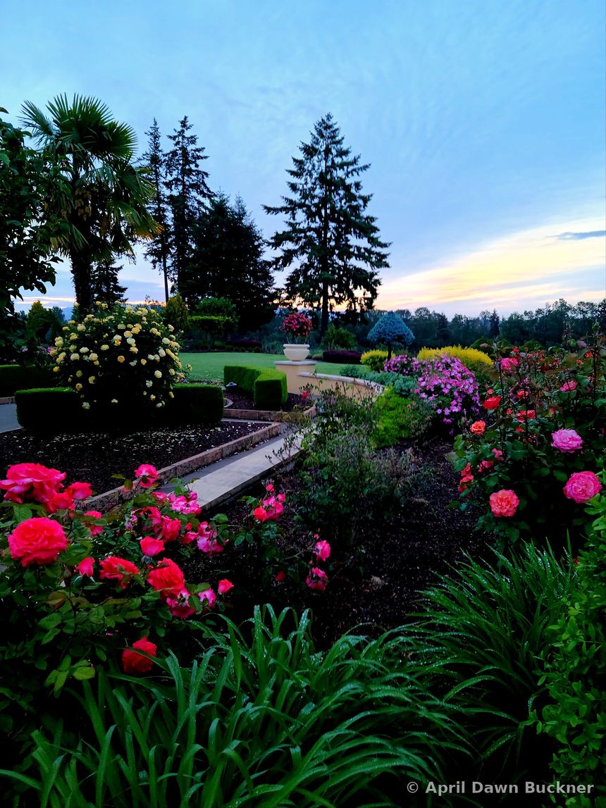 A path through flower beds of deep pink roses, with tall trees behind