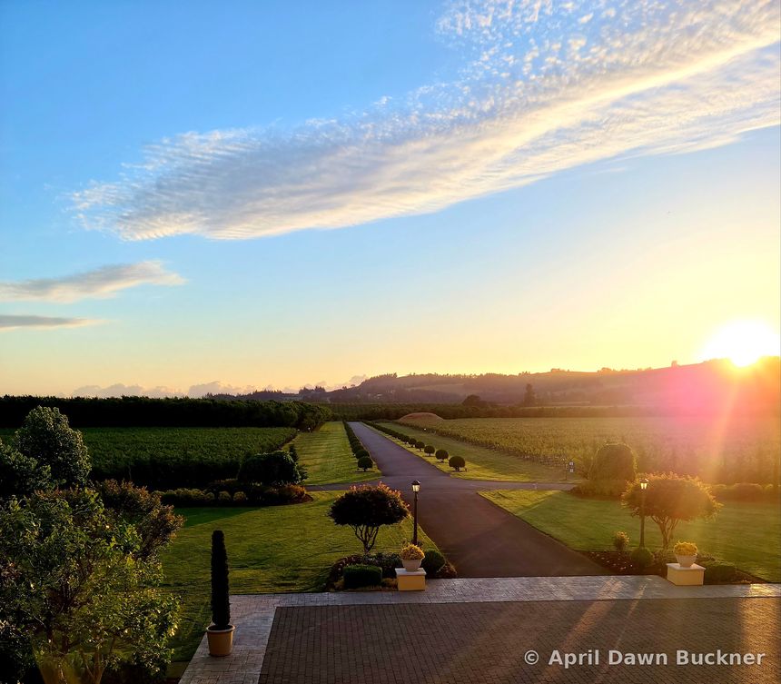 A high view down the straight drive between fields, with the low sun flaring
