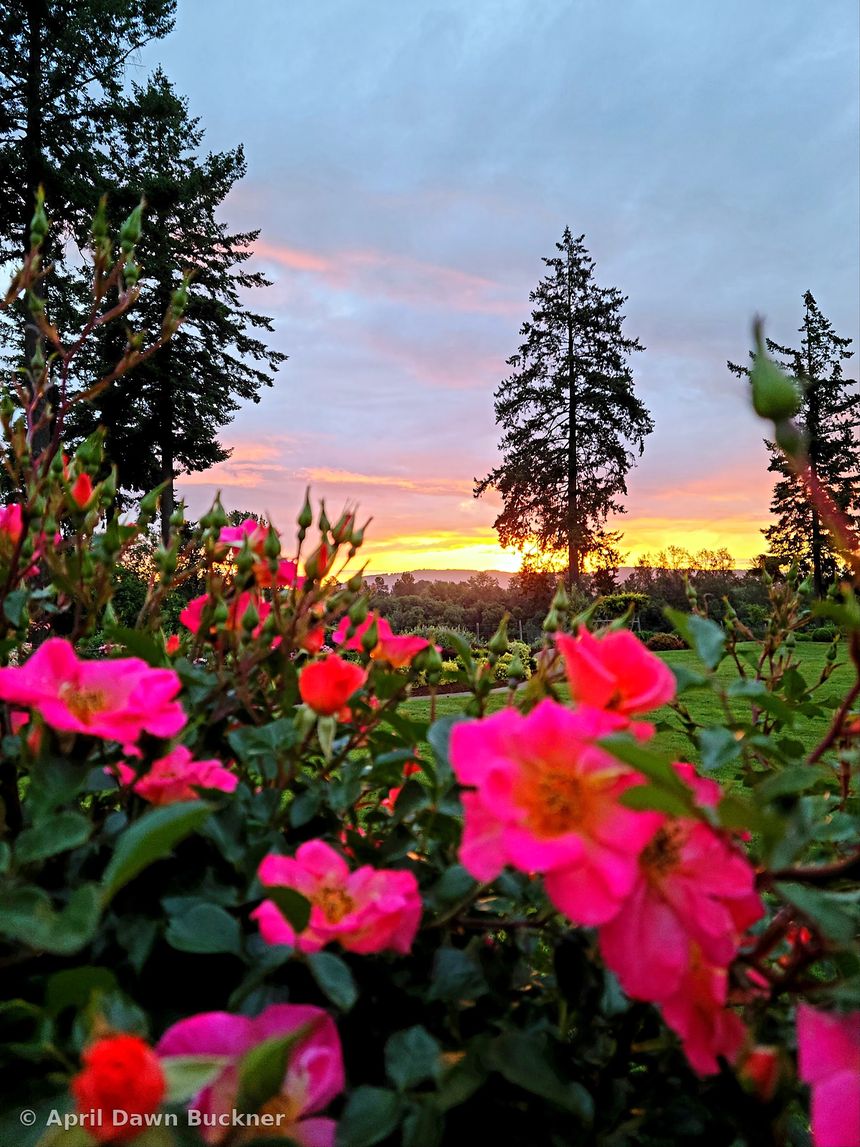 Bright pink roses in front of a sunset and tall, slim trees