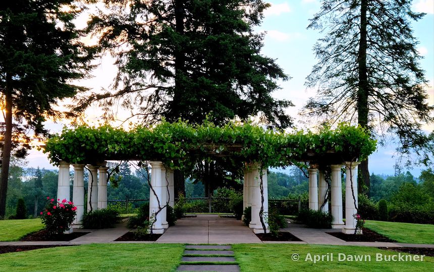 A white, vine-covered pergola on the stone patio with trees behind