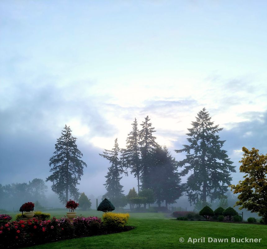 Morning mist over the lawn and garden beds, with tall evergreens behind
