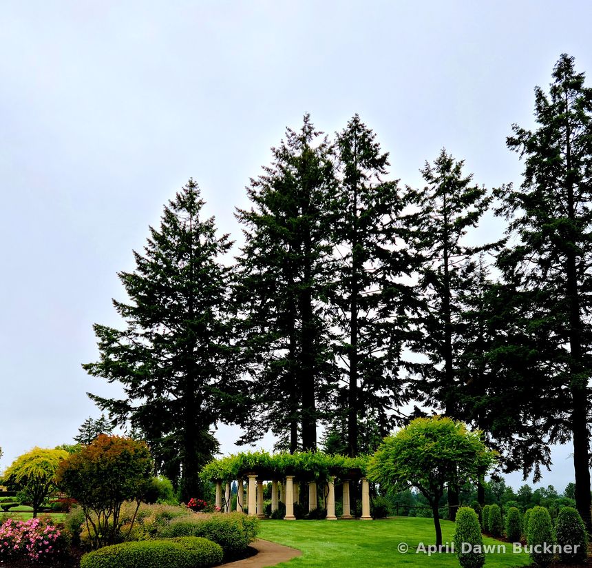 A stone pergola and rounded shrubs on the lawn below very tall evergreen trees