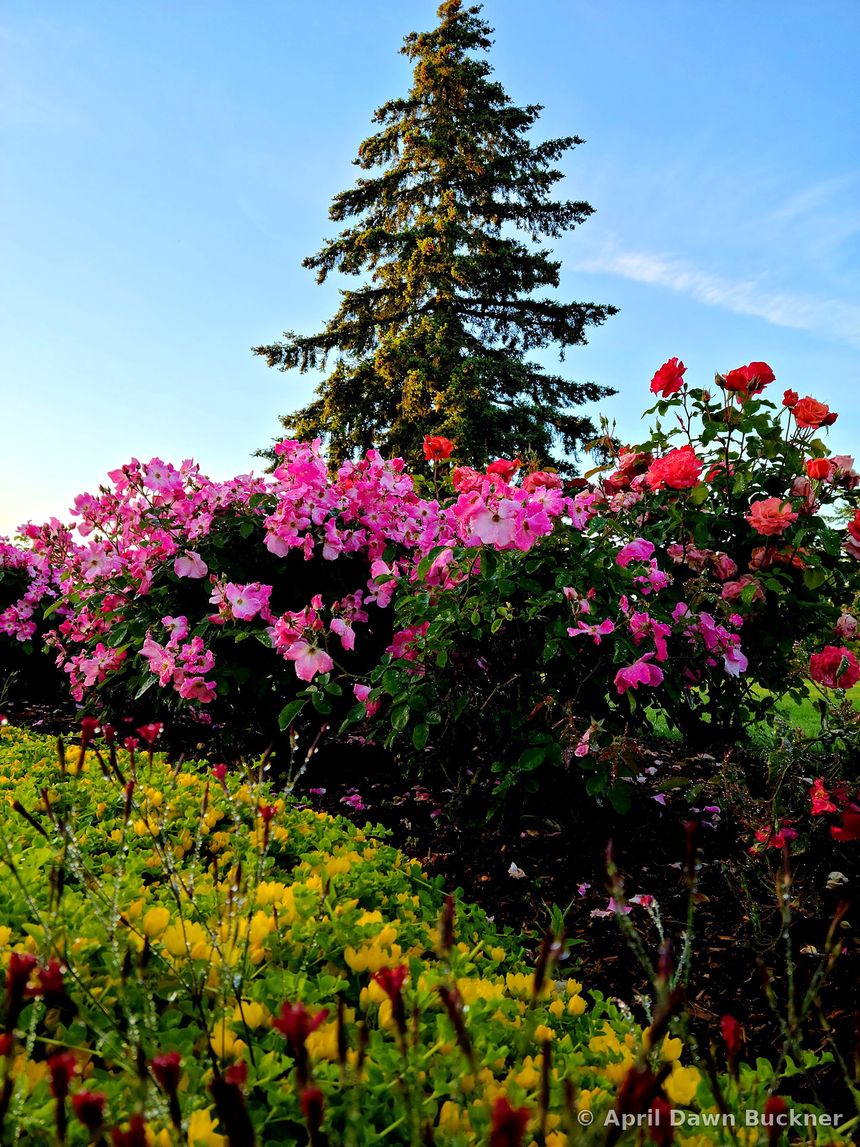 Pink roses and smaller yellow and red flowers against tall evergreens and a blue sky