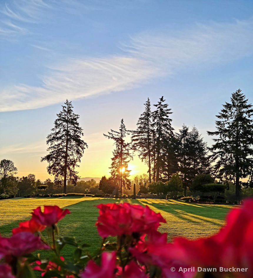 Red roses in soft focus, with the sun low behind tall trees over the lawn