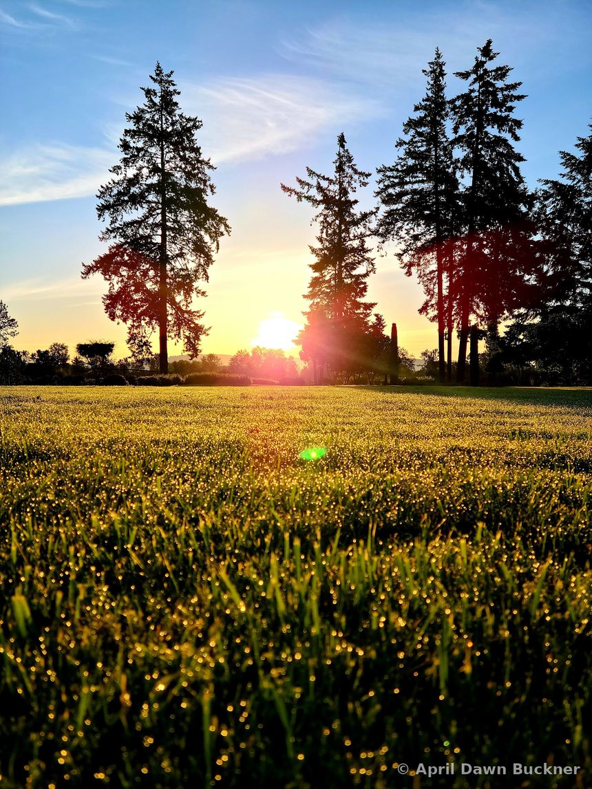 The low sun behind a line of tall trees over a field of grass
