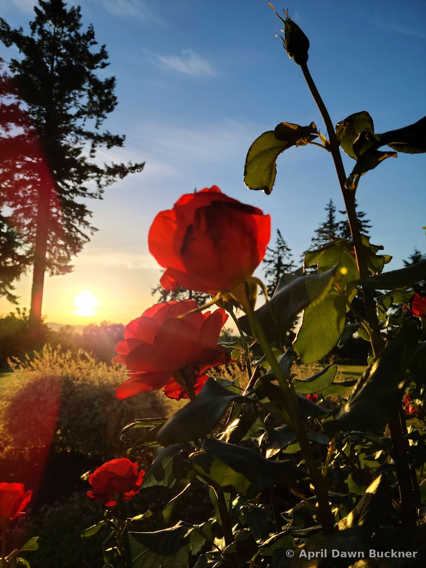 Red rosebuds backlit by the setting sun