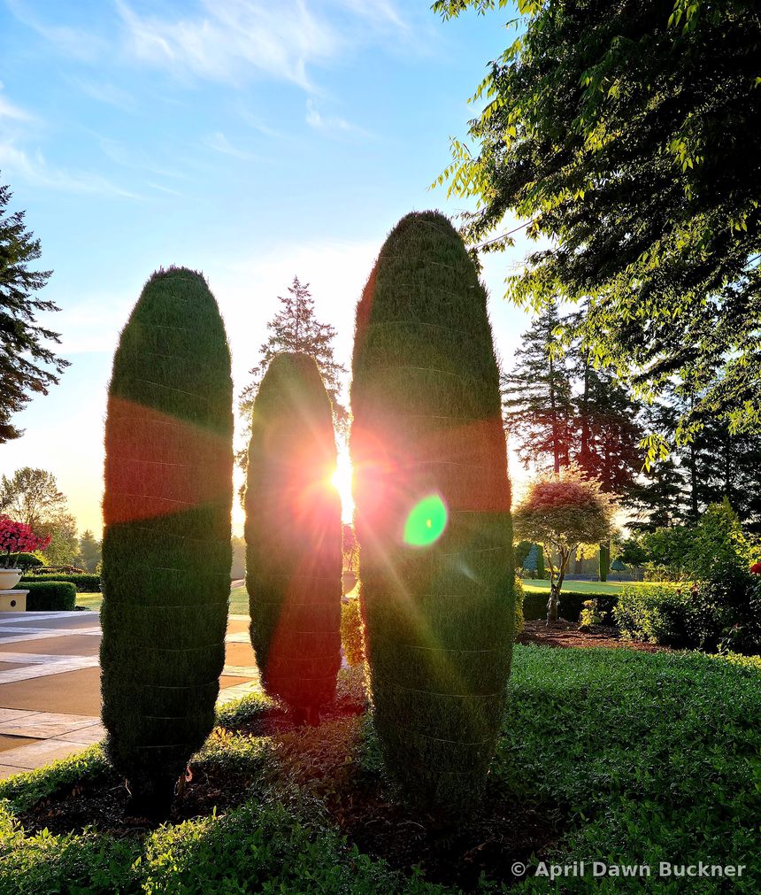 Three tall, slender cone-shaped shrubs in a row with the sun behind them