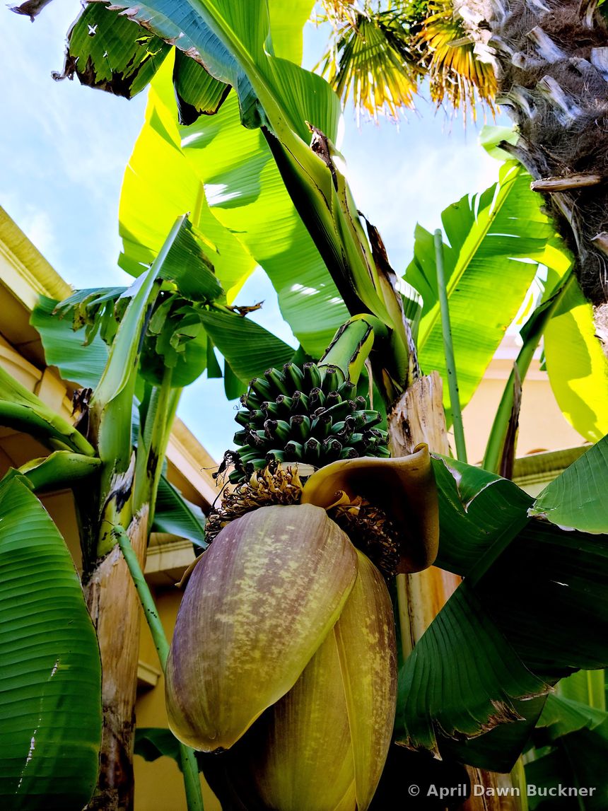 A banana plant with a large maroon blossom and small green bananas