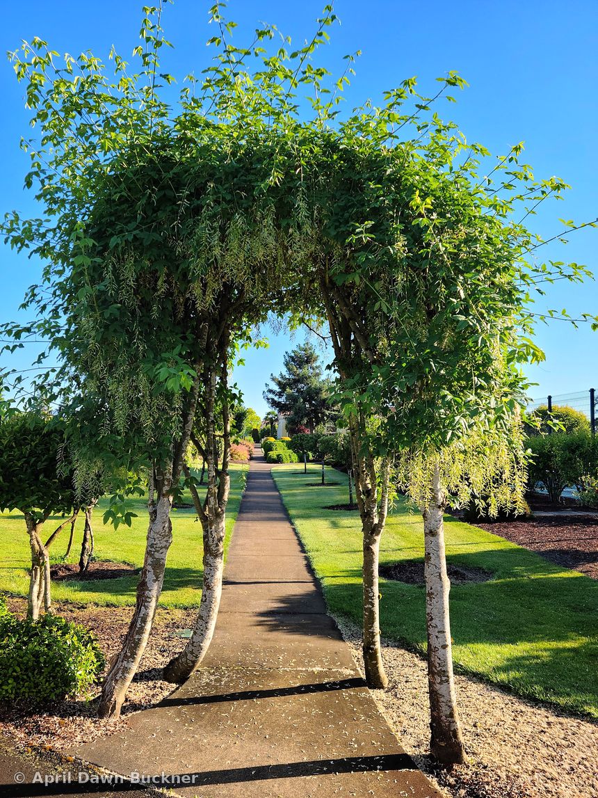 A gravel path passing under an arch of tree branches