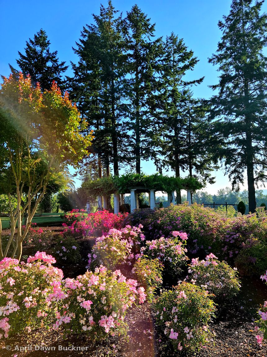 Pink flowering shrubs in a garden bed with tall evergreens behind, under a blue sky