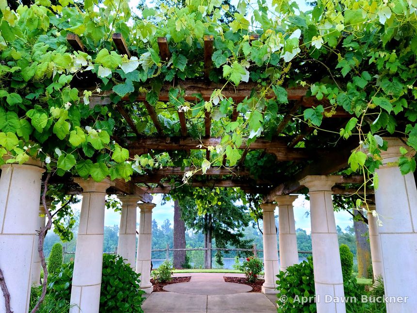 Looking up into a pergola with white stone columns, hung with grapevines