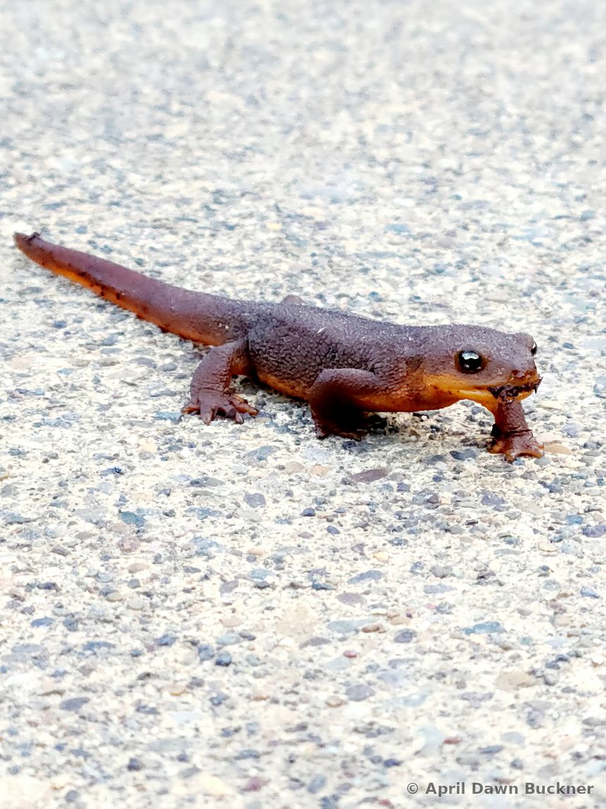 A small newt or salamander on pebbled pavement