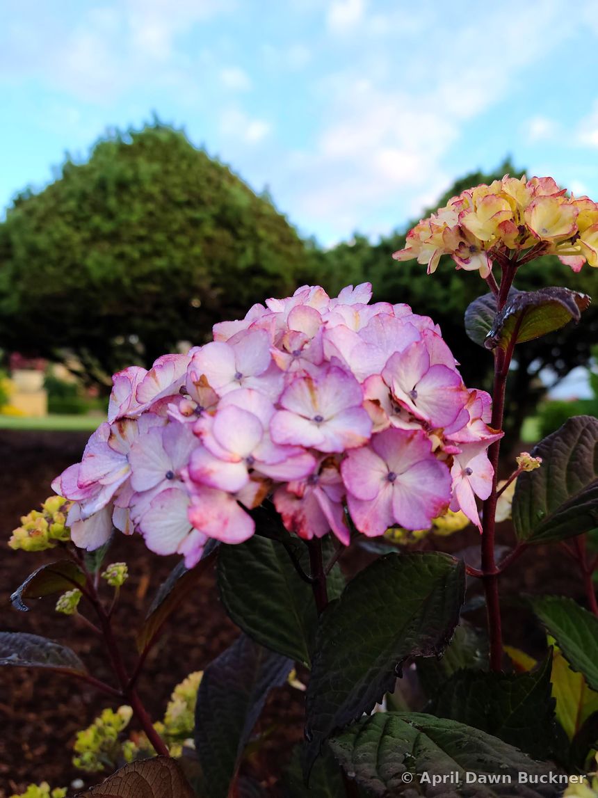 Pink and light purple hydrangea blossoms