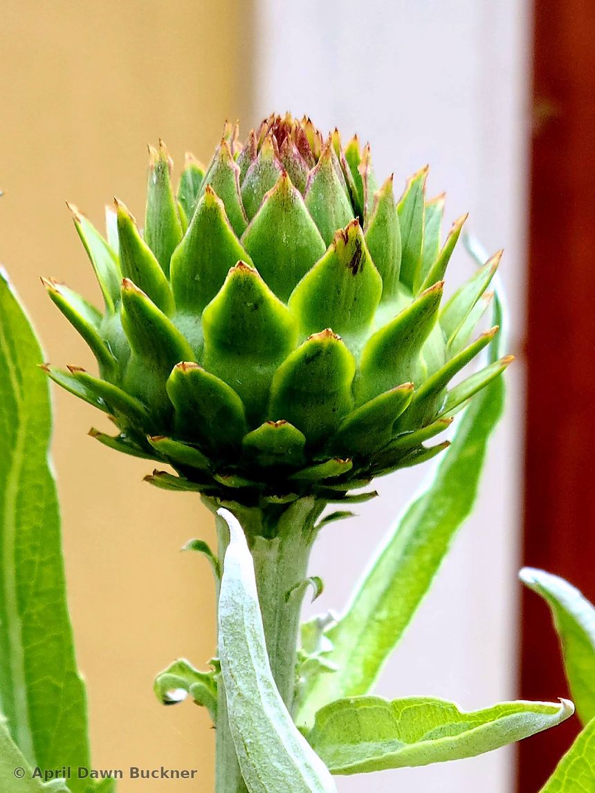 A green artichoke bud on the plant