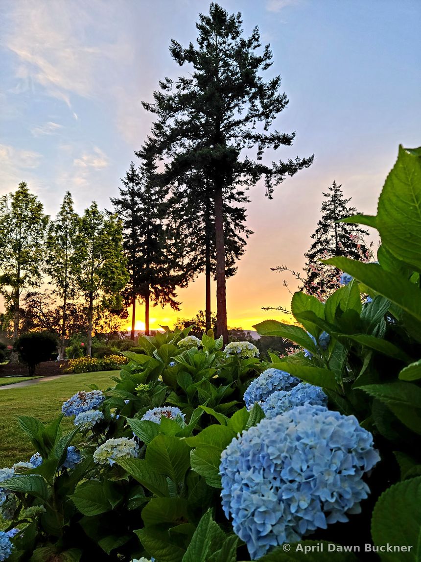 Large blue hydrangeas with evergreens dark against a sunset sky