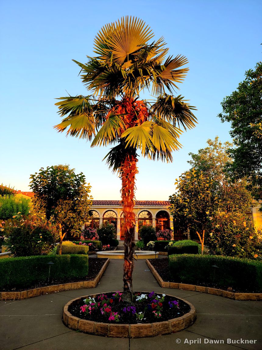 A tall palm in a round garden bed at the center of a paved courtyard, with hedges around it