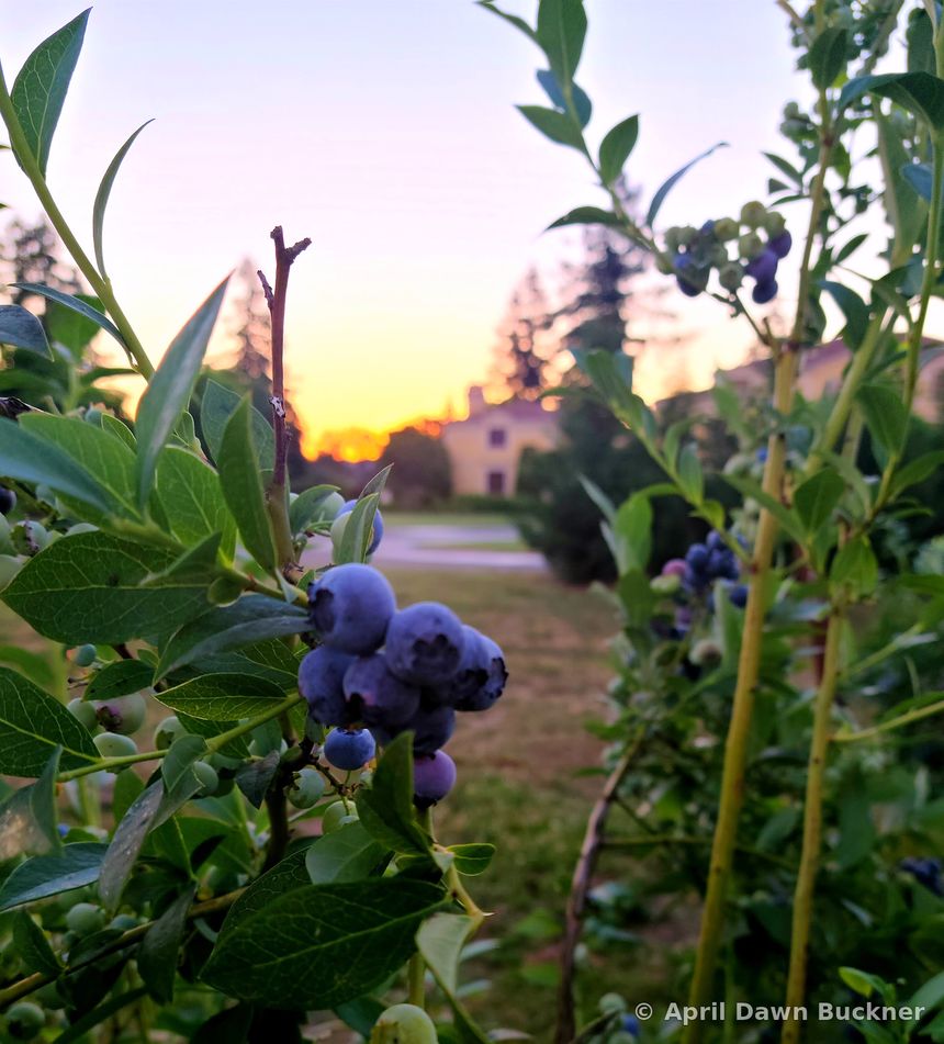 Ripening blueberries on a bush, with the villa softly blurred behind