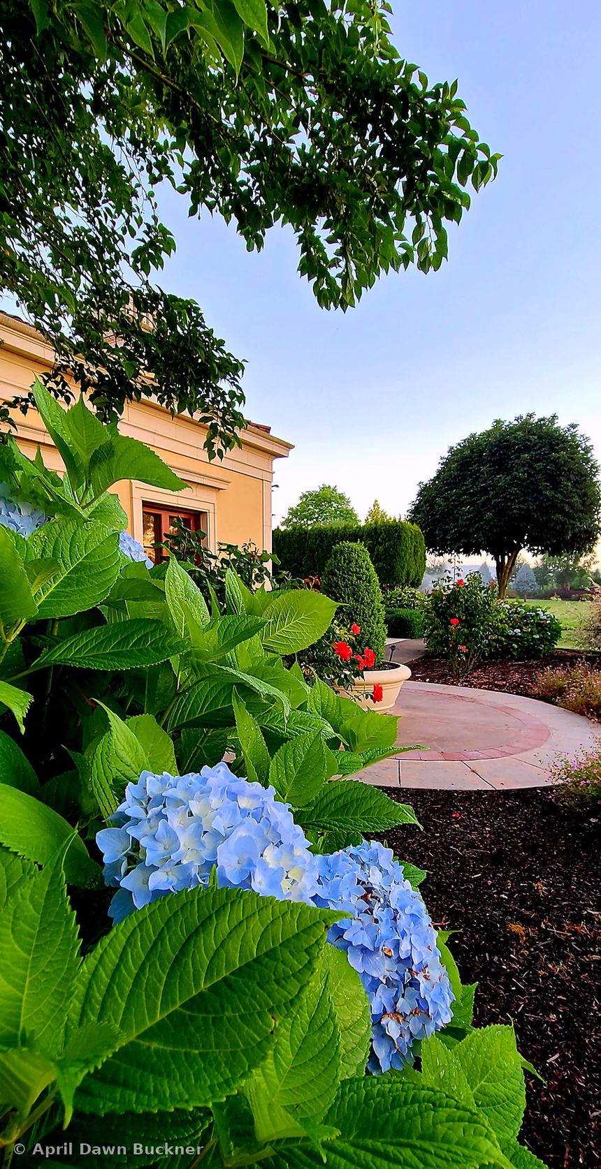 Blue hydrangeas in front, with the lawn, a path and part of the villa behind