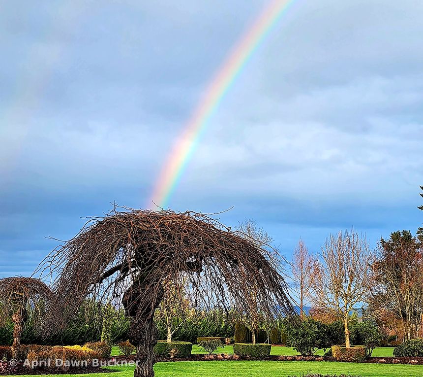 A bright rainbow over a leafless weeping tree in a field