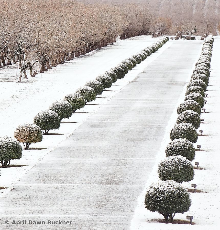 The drive covered in snow, lined with round, snow-dusted bushes