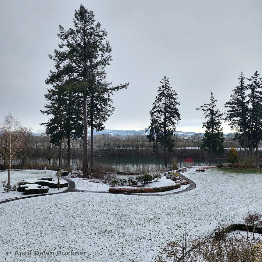 Snow on the lawn and a curved garden bed, with tall evergreens and bare trees under a gray sky