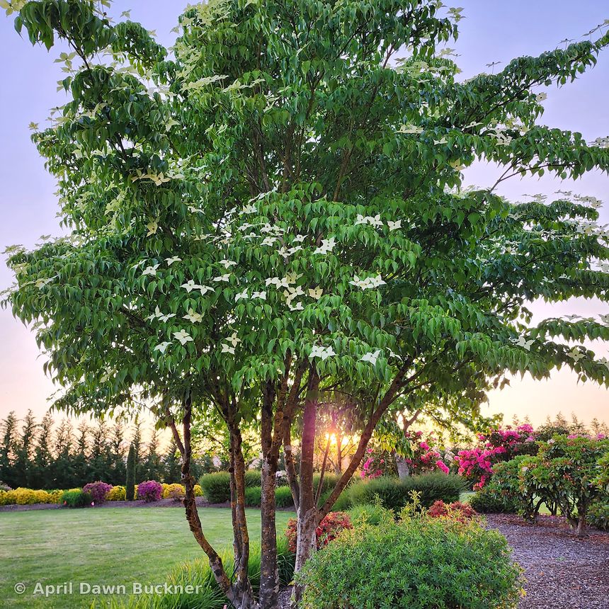 A leafy green tree in the garden with the low sun behind it