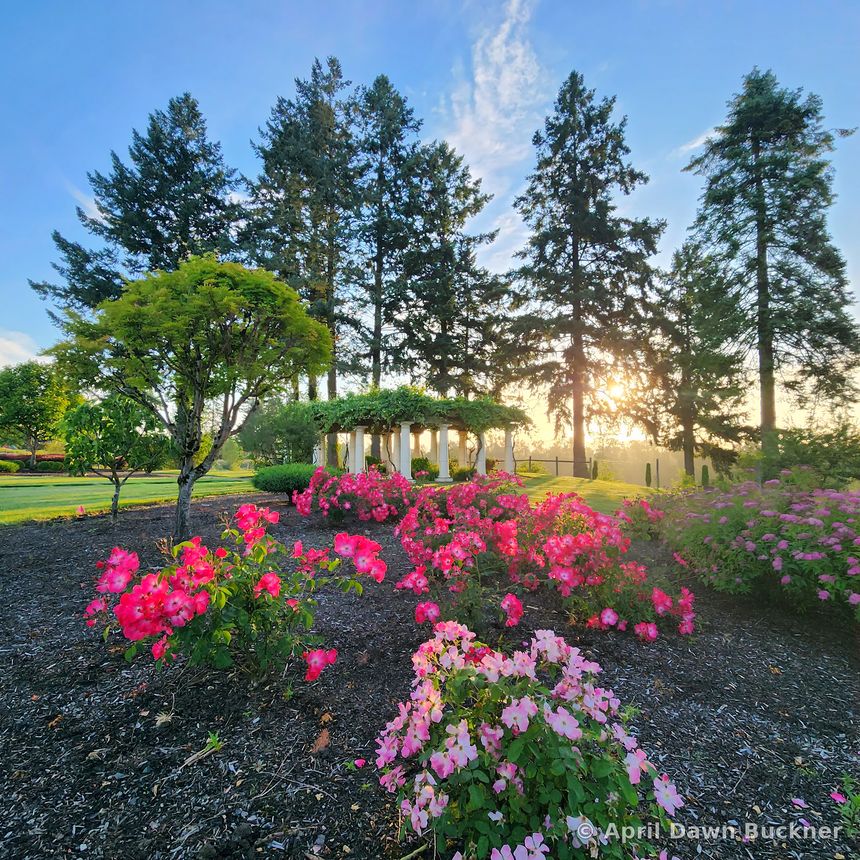 Pink and red flowers in a garden bed below tall evergreens and a trellis, under a blue sky