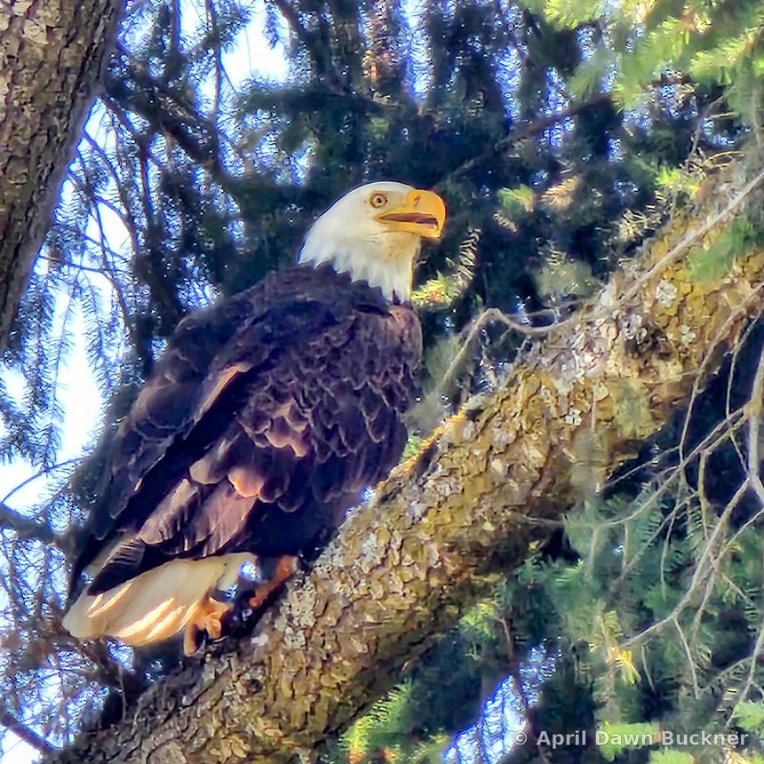 A bald eagle perched on a mossy branch among pine needles