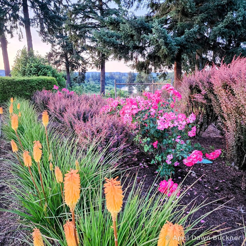 Orange red-hot poker flowers and pink roses in a garden border