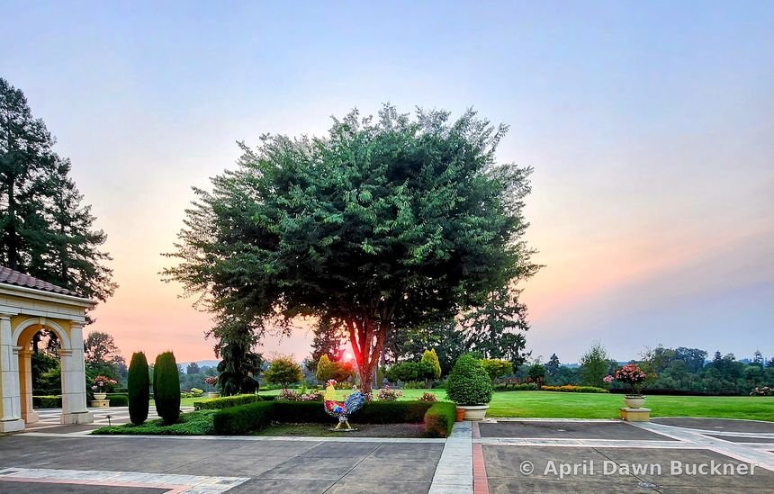 A large tree in the paved courtyard at sunrise, with the villa's arches at the left
