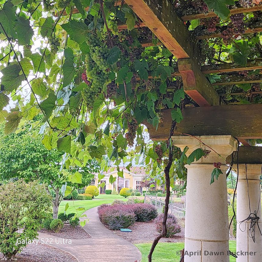 Looking through the grapevine pergola's white columns to a brick path and garden