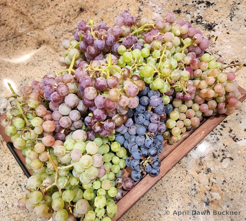 A wooden crate of green, red and purple grapes on a counter