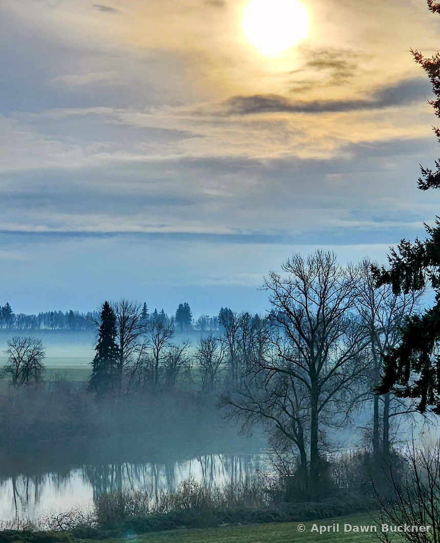 Mist over a field and pond at dawn or dusk, with trees in silhouette