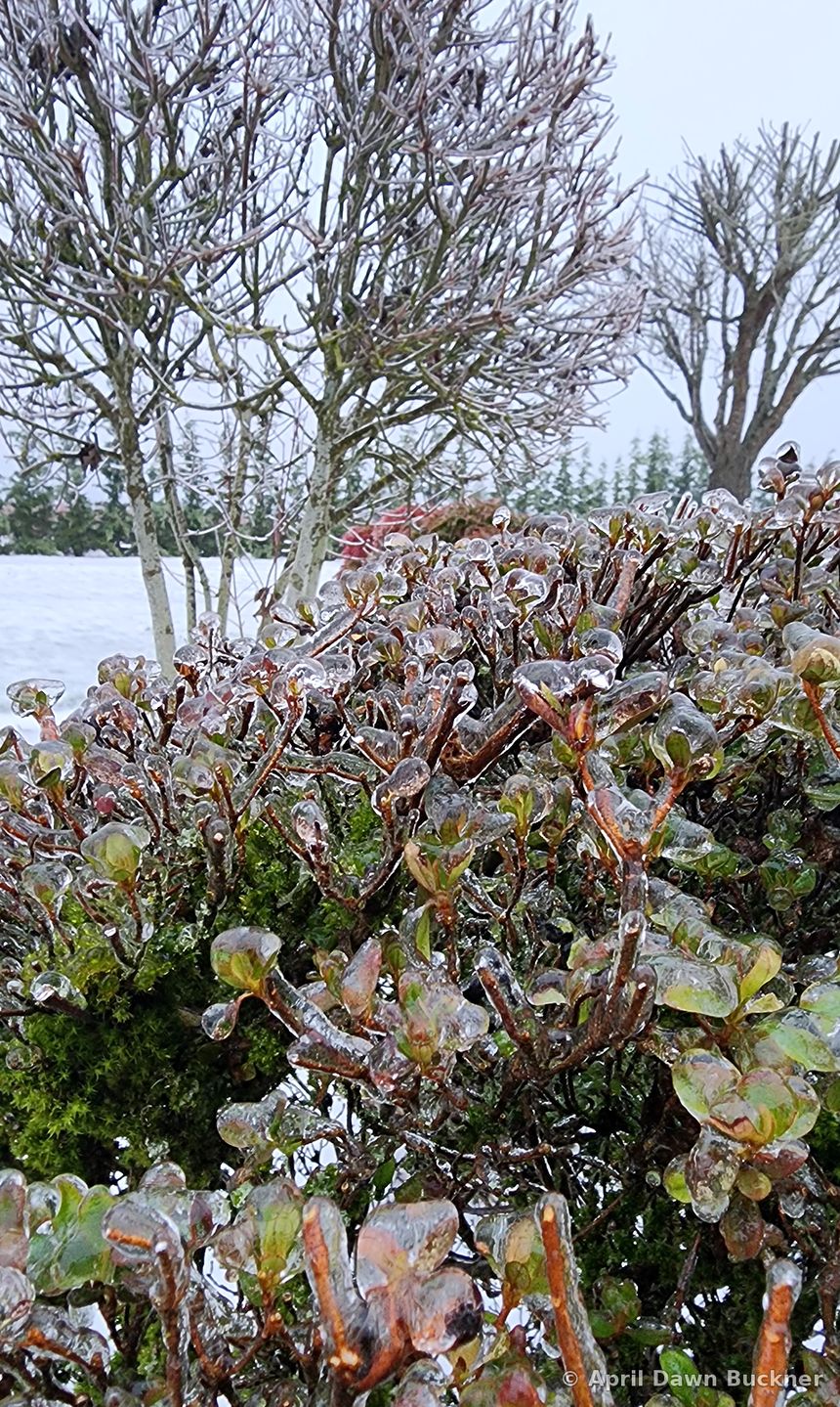 Shrubs coated in clear ice