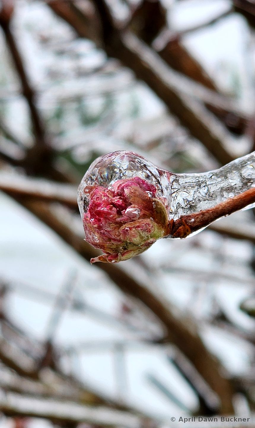 A pink flower bud encased in ice