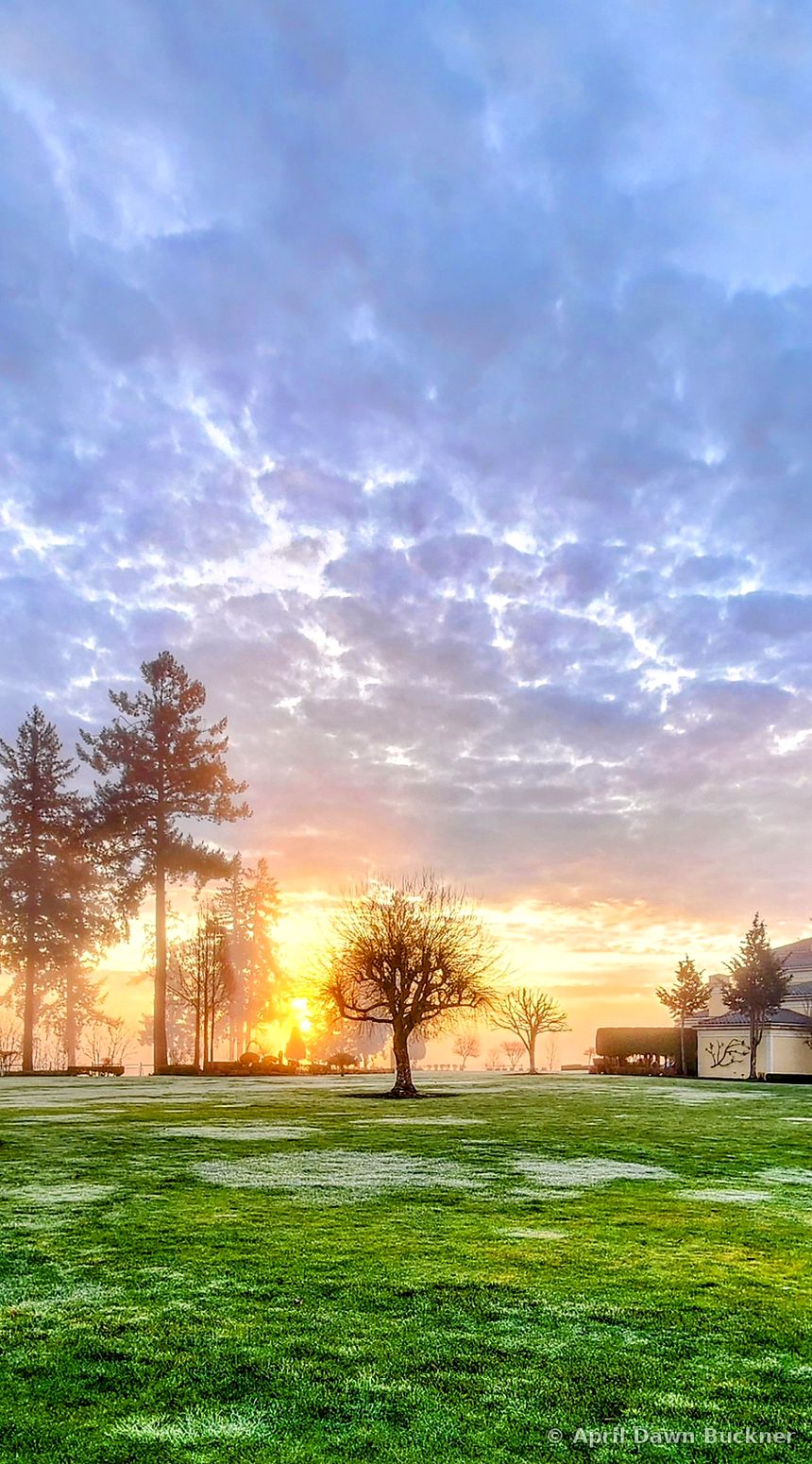 A single tree on a green lawn with a bright orange sunrise behind the trees