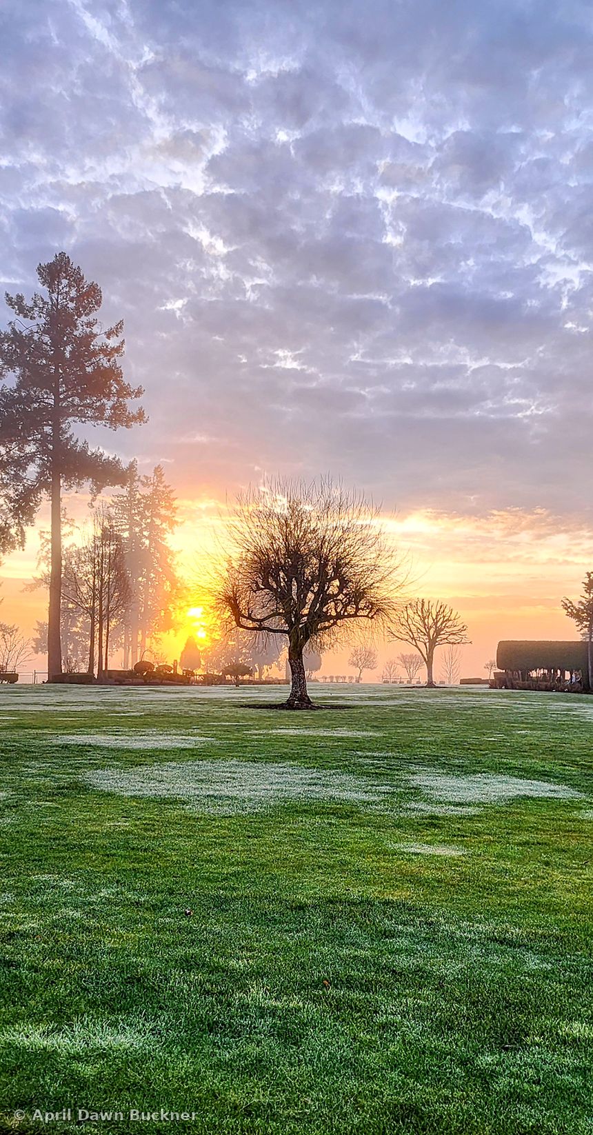 The lawn and a line of trees against a bright sunrise sky