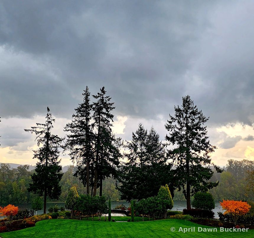 Tall evergreens at the edge of the lawn under heavy gray clouds, with orange autumn leaves in front