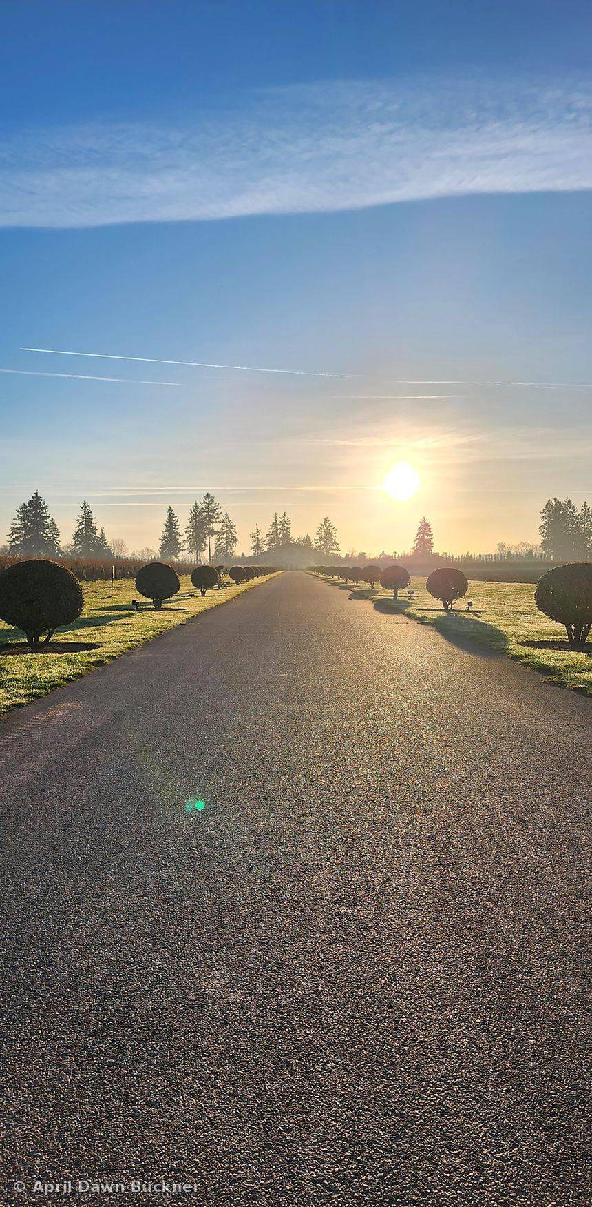 Sunrise over the long entry drive lined with small trimmed trees