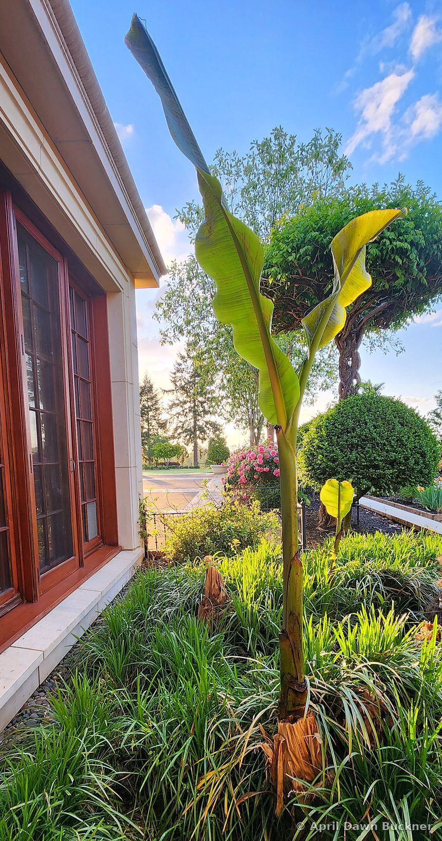 A leafy green plant in a bed beside the villa wall, with trimmed hedges behind