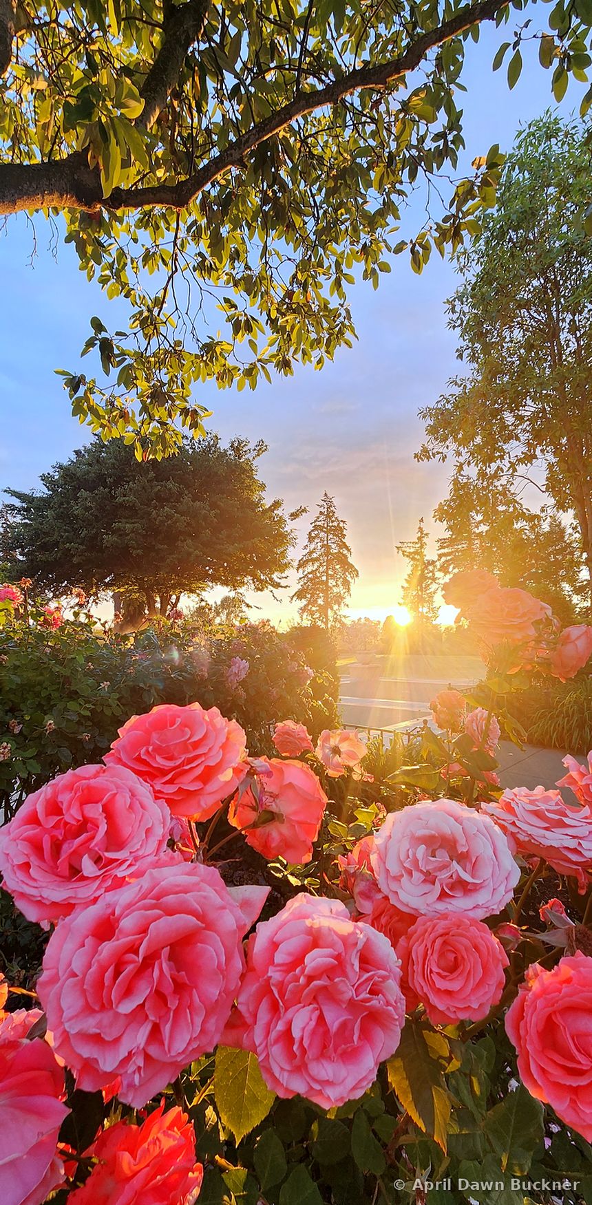 Pink roses in golden evening light