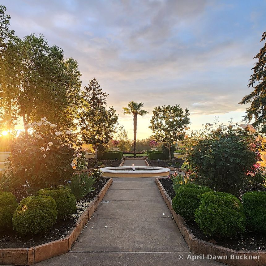 A symmetrical garden walk lined with round shrubs and pink roses leading toward a fountain and a palm