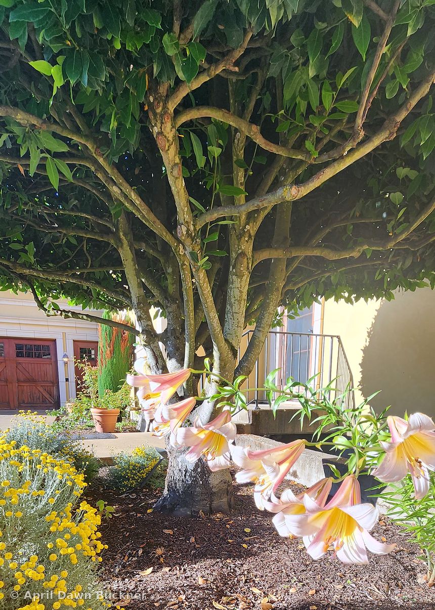 Large white flowers on a tree in the garden, with the villa wall behind