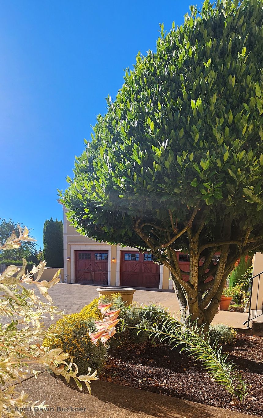 A large, neatly pruned tree in a garden bed near the villa