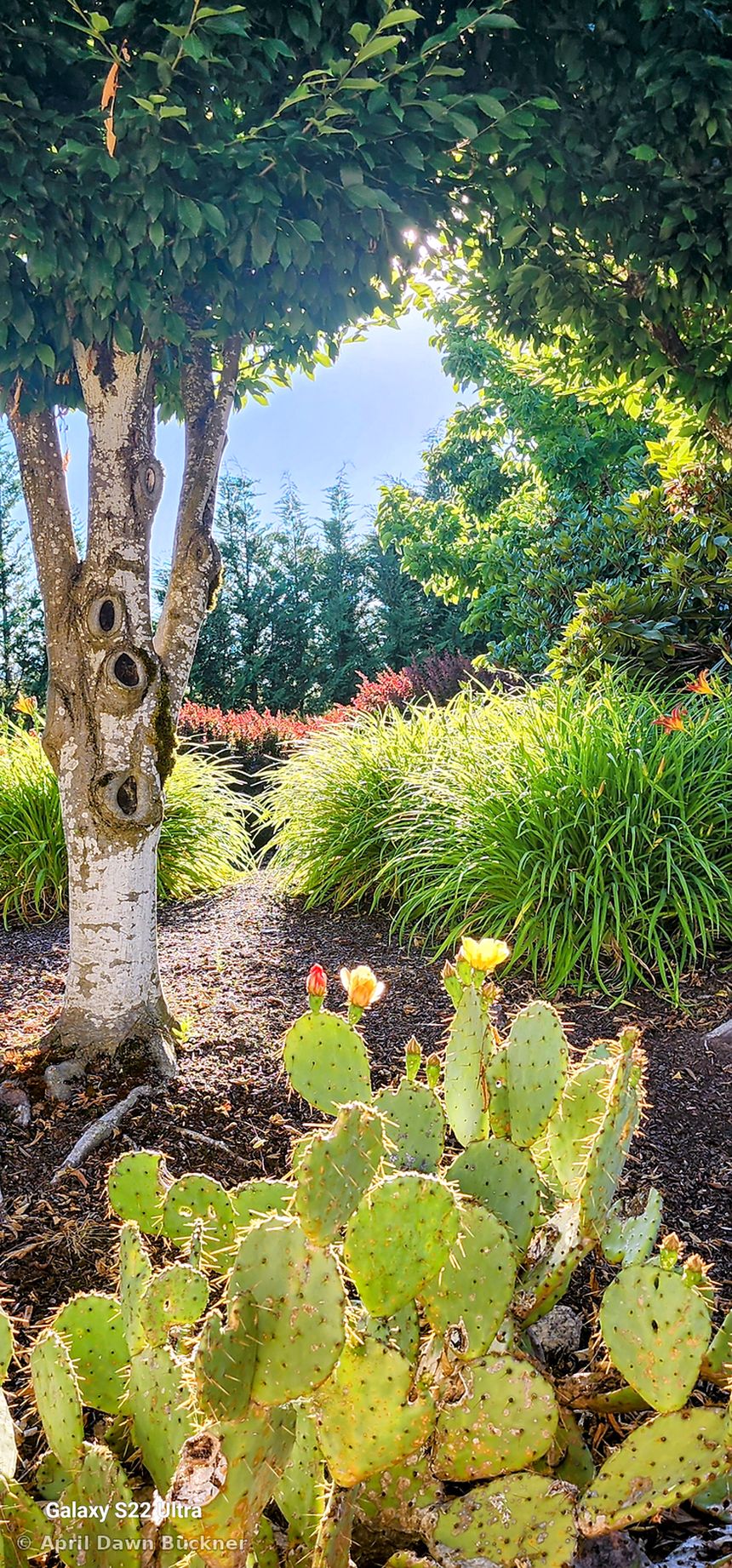 A prickly pear cactus with yellow blooms in a garden bed