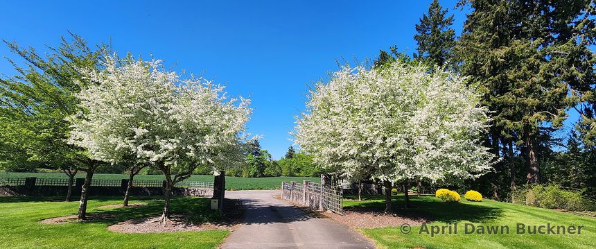 Two large trees in white blossom on either side of the drive in daylight