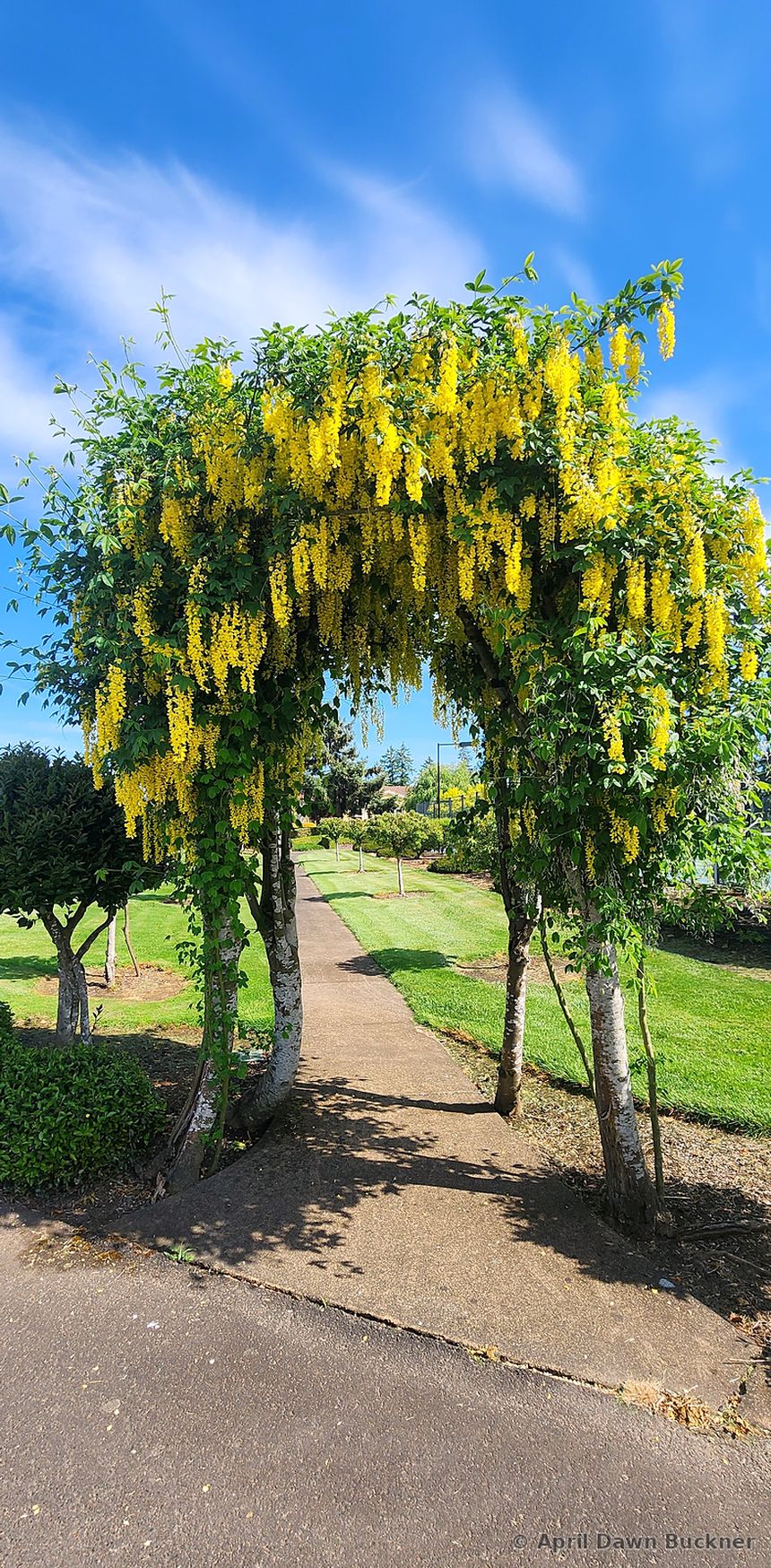A garden path passing under an arch of yellow hanging flowers