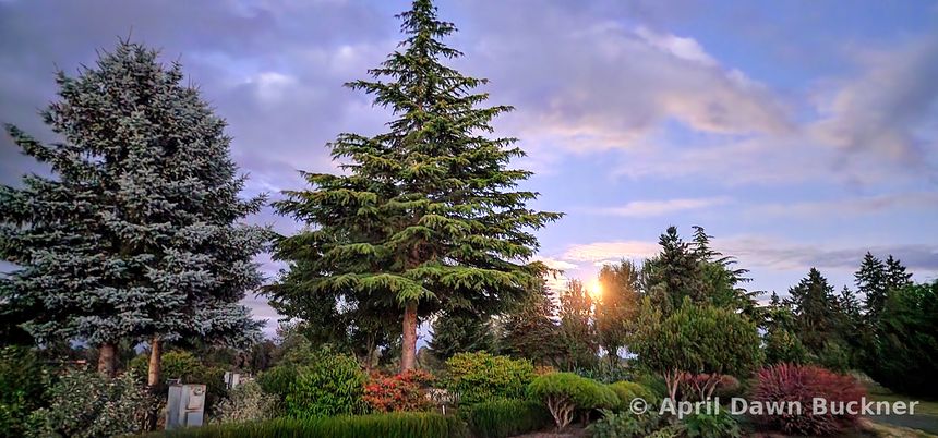 Sunlight glowing through tall evergreen trees at sunset